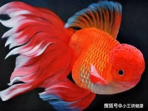 哪種魚最好養|【好養的魚】好養的魚推薦！新手養魚必看懶人包，打。